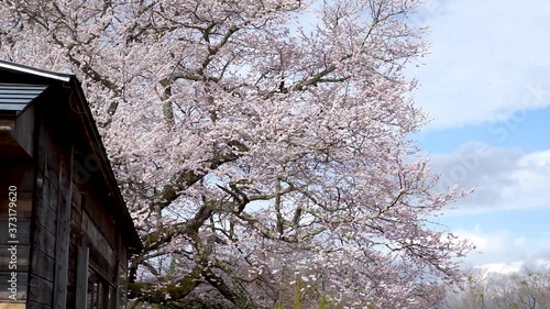 Wallpaper Mural 【長野県】小川村　立屋の桜 Torontodigital.ca
