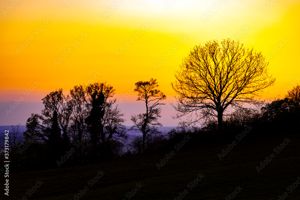 Naklejka premium Sonnenuntergang mit Bäumen
