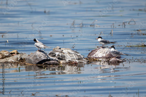 Forster's Tern photo