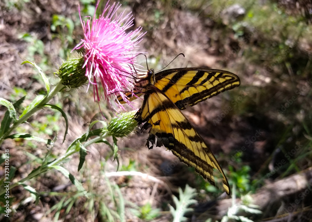 Tiger Swallowtail Butterfly feeding on a brilliant pink thistle Tiger Swallowtail Butterfly feeding on a brilliant pink thistle