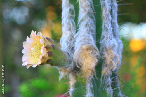 hermoso cactus viejito al atardecer increíble flor de cactus   photo