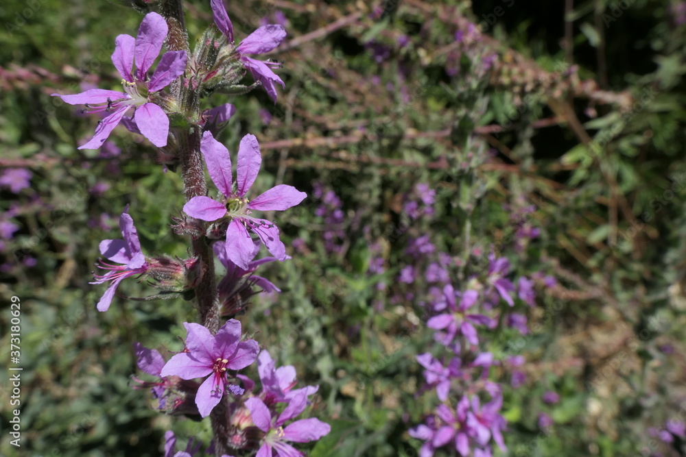 Fototapeta premium purple flowers in the garden