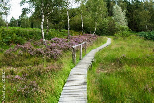 Heide- und Moorlandschaft Struffelt in der Nordeifel photo