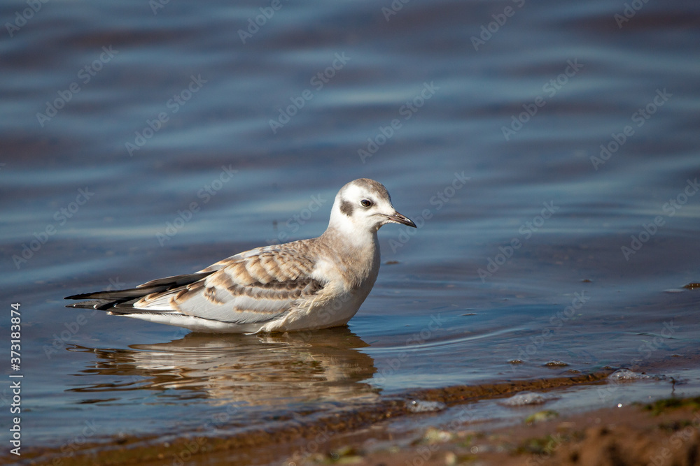 Juvenile Bonaparte's Gull (Larus philadelphia) standing in Shawano Lake in Wisconsin Juvenile Bonaparte's Gull (Larus philadelphia) standing in Shawano Lake in Wisconsin