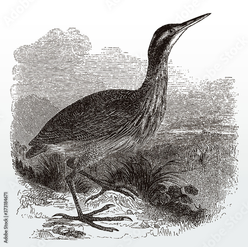 American bittern, botaurus lentiginosus in side view standing in a grassy landscape, after an antique illustration from the 19th century photo