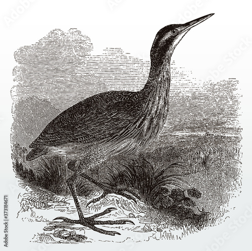 American bittern, botaurus lentiginosus in side view standing in a grassy landscape, after an antique illustration from the 19th century