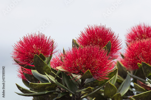 Close up view of pohutukawa flowers in bloom. photo