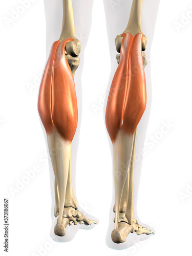 Lower Leg Gastrocnemius Muscles in Isolation on White Background photo