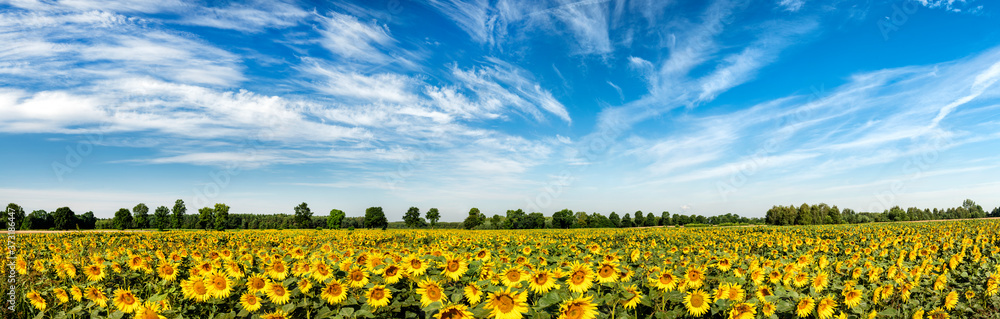 Beautiful day over sunflowers field - panorama shot Beautiful day over sunflowers field - panorama shot