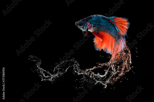 betta fish jumping out of water splash on black background