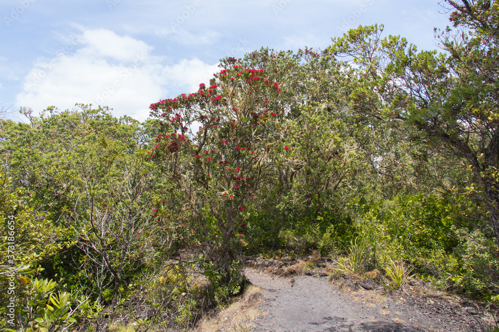 Pohutukawa tree in bloom, Rangitoto Island, New Zealand. Pohutukawa tree in bloom, Rangitoto Island, New Zealand.