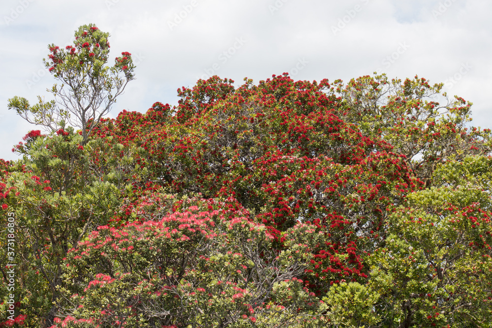 Pohutukawa tree in bloom, Rangitoto Island, New Zealand.