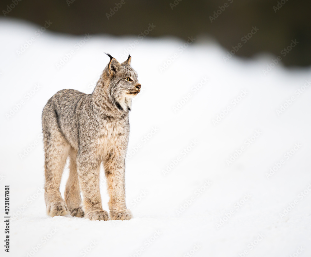 Fototapeta premium Canadian lynx in the wild