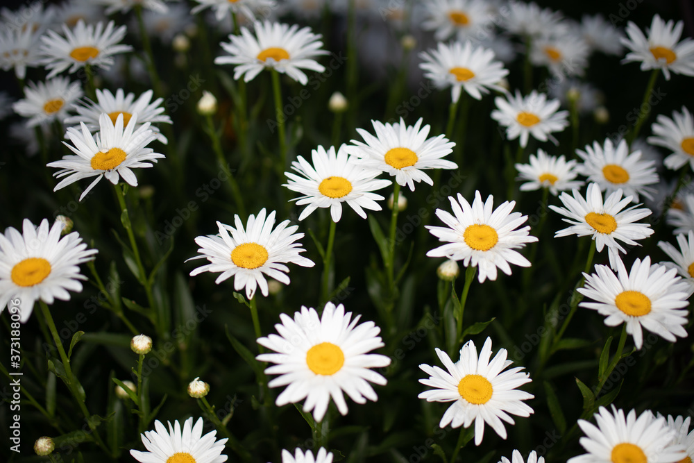 daisies in the garden daisies in the garden