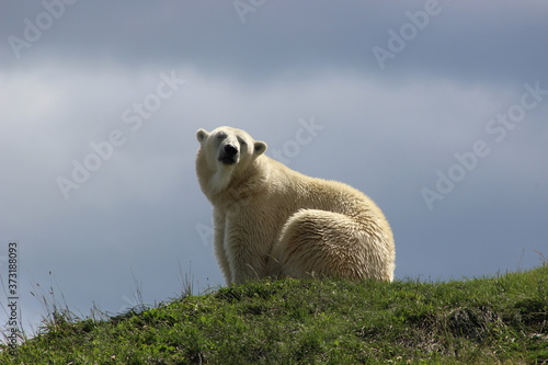 polar bear, bear, animal, beautiful, cute, fauna, fur, furry, grass, green, ground, mammal, natural, nature, outdoor, summer, wild, wilderness, wildlife, young