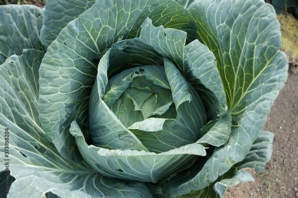 Organic cabbage plant - close up of fresh cabbage growing in the vegetable garden - cabbage planting Organic cabbage plant - close up of fresh cabbage growing in the vegetable garden - cabbage planting