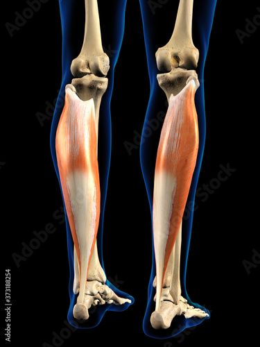 Lower Leg Soleus Muscles in Isolation on Black Background