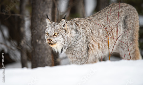 Canadian lynx in the wild © Jillian