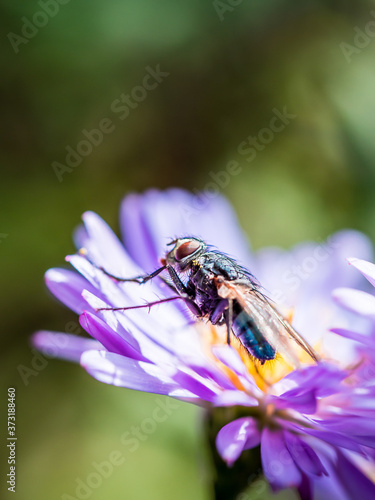 Blue Blowfly (Calliphora Vicina) posing on a New England Aster (Novae-Angliae) flower photo