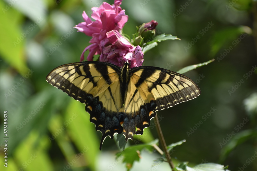 Fototapeta premium beautiful butterfly colors