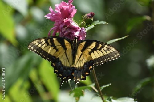 beautiful butterfly colors © Samantha