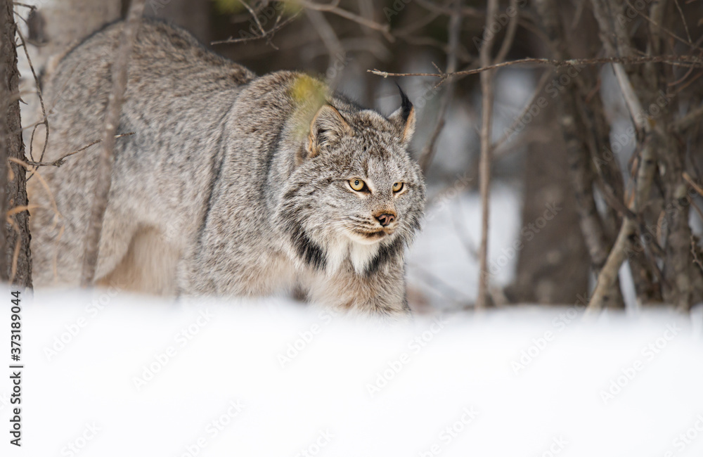 Canadian lynx in the wild