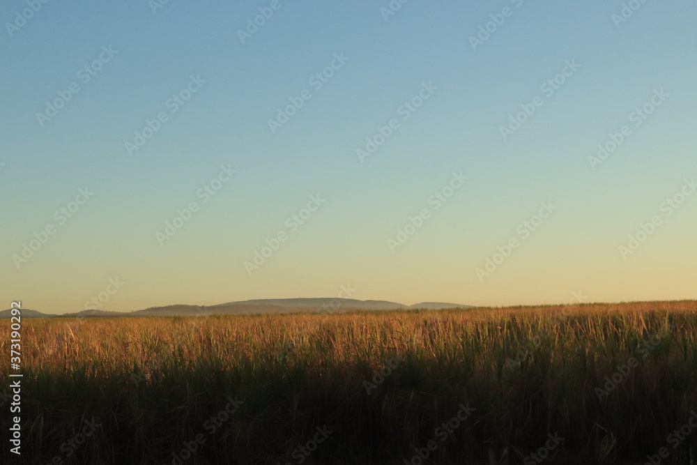 sunrise over the field