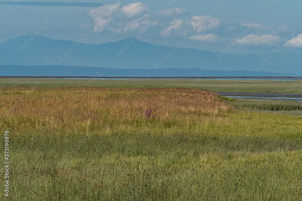 wetland by the river filled with tall green grasses and mountains under clouds over the horizon