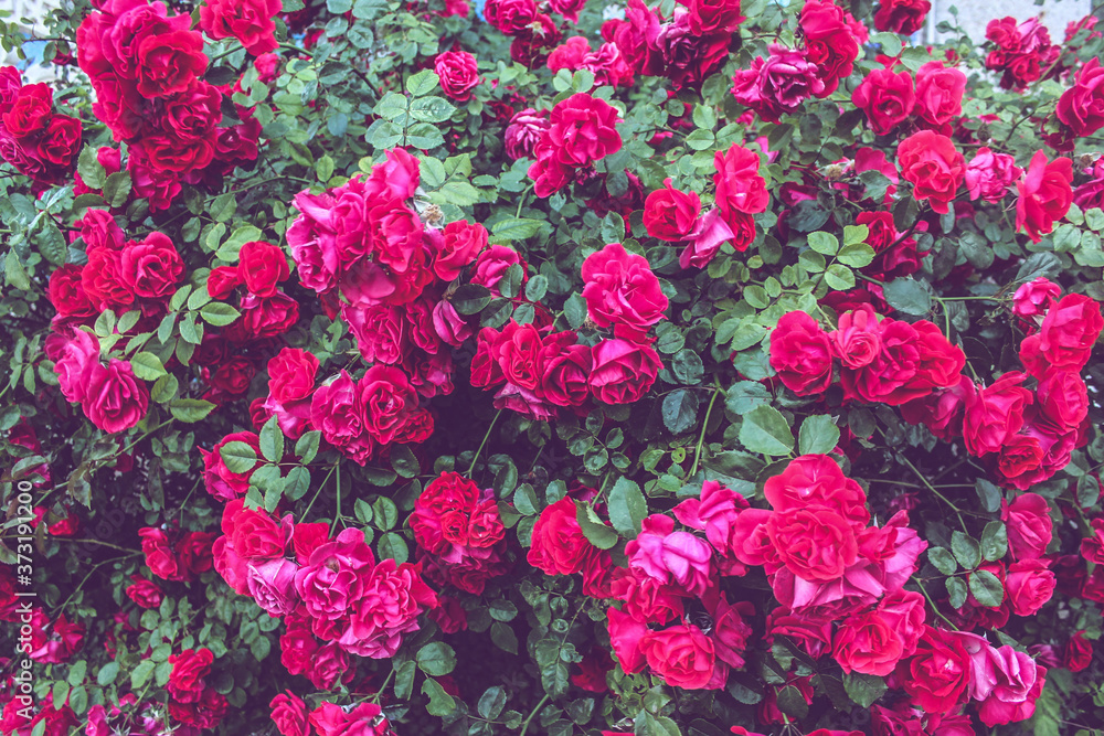 Naklejka premium pink flowers