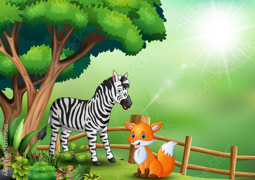 A zebra and fox playing inside the fence