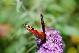 butterfly on flower 2