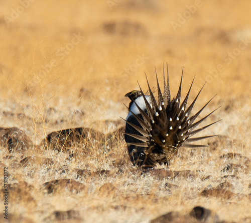 sage grouse courtship display photo