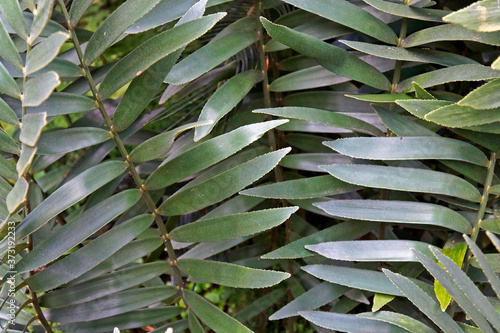 Cardboard plant leaves (Zamia furfuracea) photo