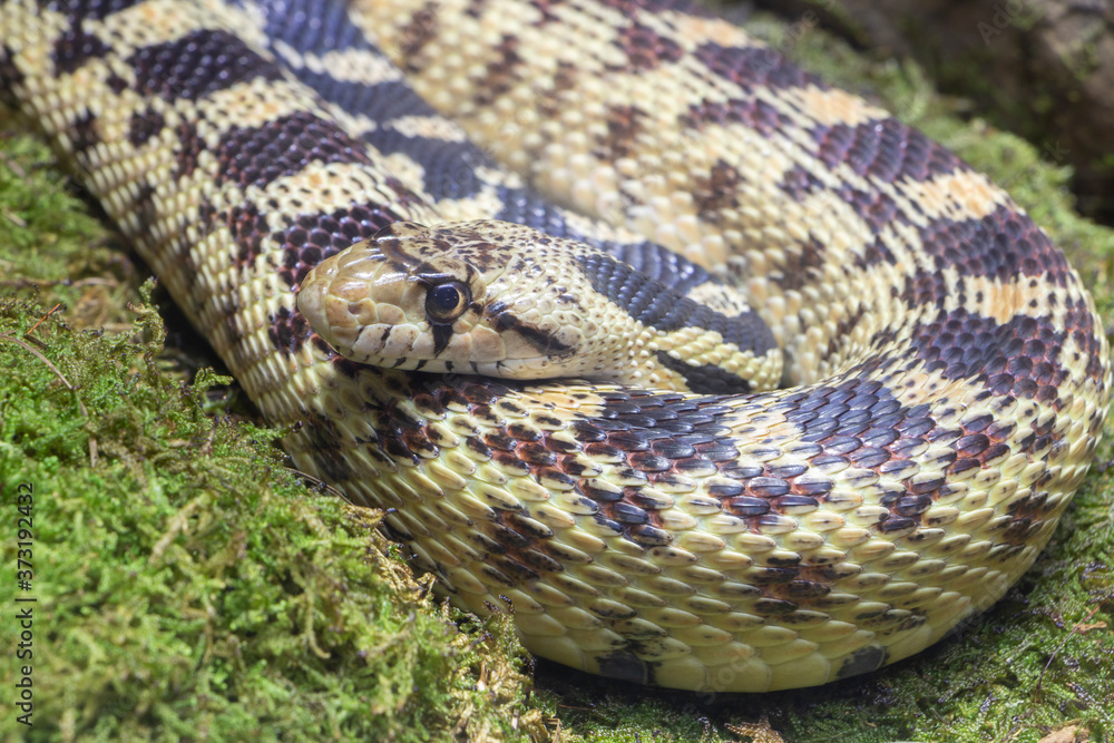 South American Snake, Captive, Species unknown. South American Snake, Captive, Species unknown.
