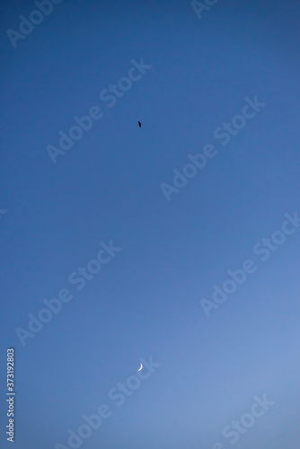 Storks flying in the sky with crescent moon in isolated background