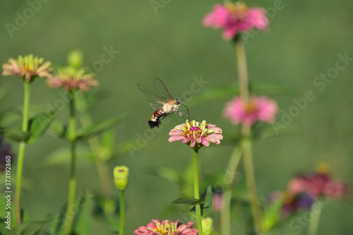 前足2本だけを花にのせて、ホバリングしながらジニアの蜜を吸うオオスカシバ © FUJIOKA Yasunari
