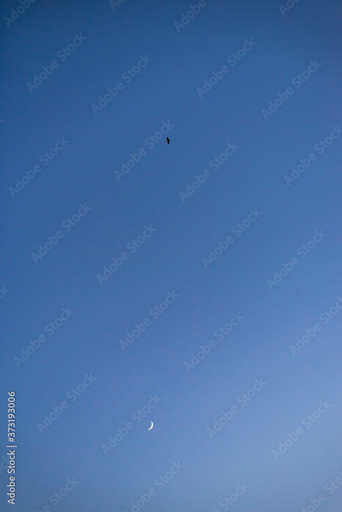 Storks flying in the sky with crescent moon in isolated background Storks flying in the sky with crescent moon in isolated background