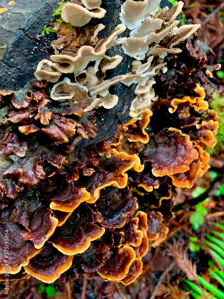 mushrooms in the forest mushrooms in the forest