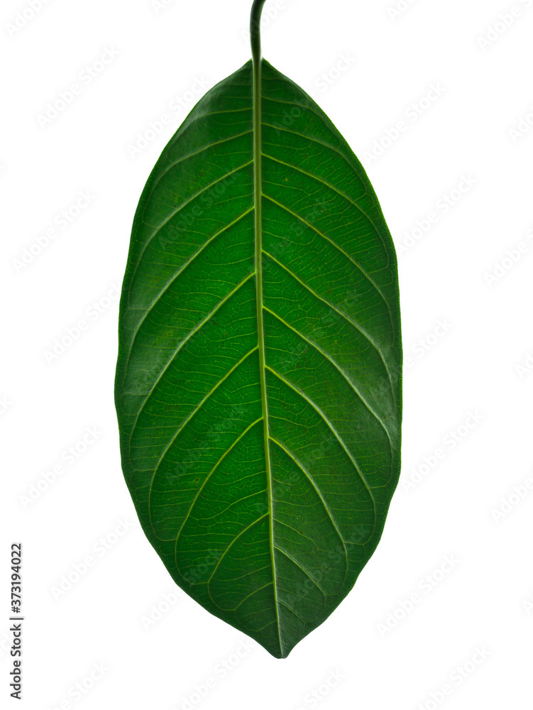 Fototapeta premium green leaf isolated on white