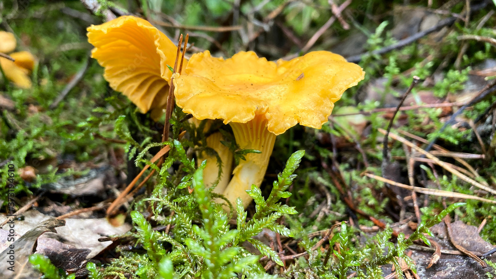 Chanterelle mushrooms close-up. yellow edible mushrooms Cantharellus cibarius in the forest Chanterelle mushrooms close-up. yellow edible mushrooms Cantharellus cibarius in the forest