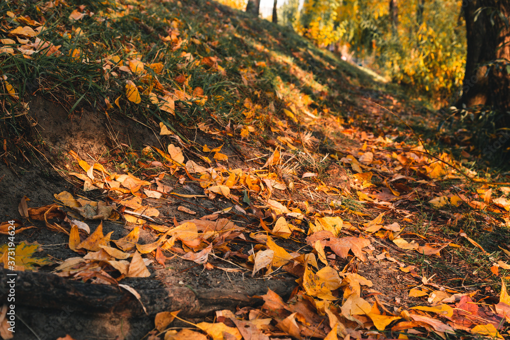 Fallen yellow leaves background. Vibrant carpet of fallen orange forest leaves. Close up. Autumn, fall scene, nature Fallen yellow leaves background. Vibrant carpet of fallen orange forest leaves. Close up. Autumn, fall scene, nature