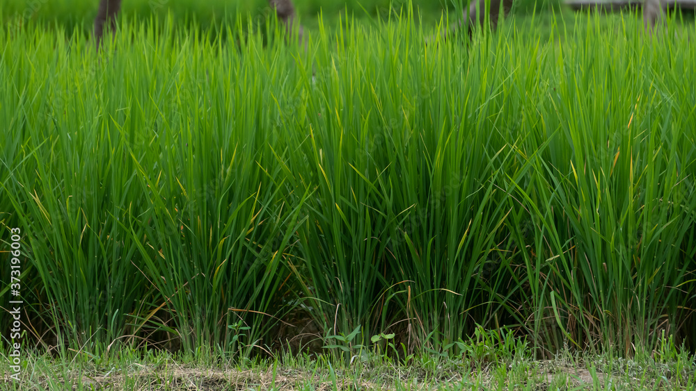 Rice in the green fields that farmers planted during the rainy season. Rice in the green fields that farmers planted during the rainy season.