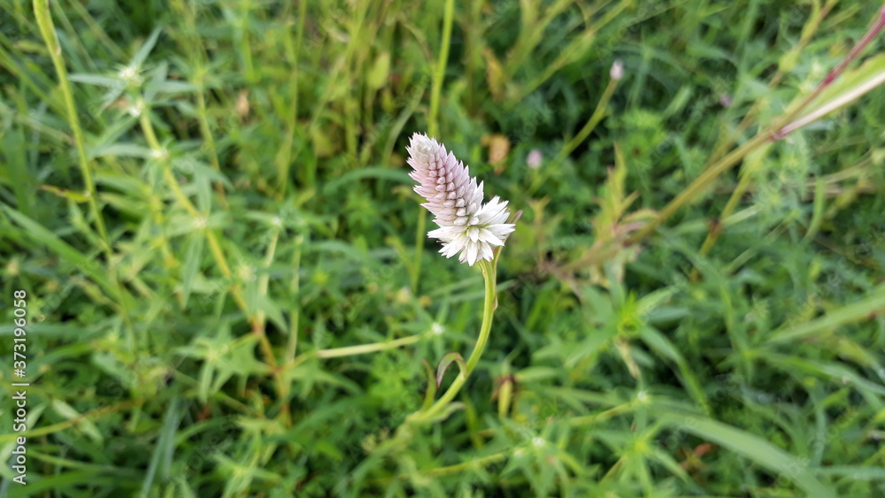 Celosia argentea flower, wild celosia argentea flower in India, grass flower with green background. Celosia argentea flower, wild celosia argentea flower in India, grass flower with green background.