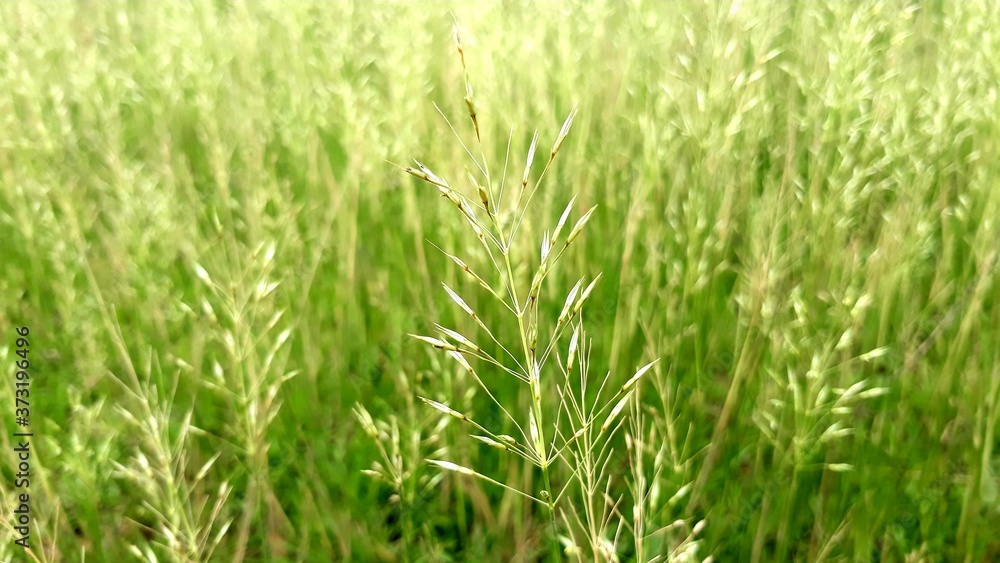 green grass in the wind, green grass landscape in India, grass field India. green grass in the wind, green grass landscape in India, grass field India.