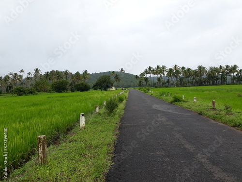 Obraz na plátne rural landscape with road, Indian road side view in goa,  monsoon season  road side plans