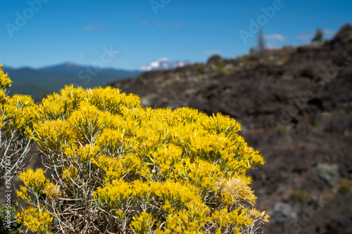 Rubber rabbitbrush, a speccies of Goldenbushes growing in Lava Lands Newberry Volcano National Monument photo