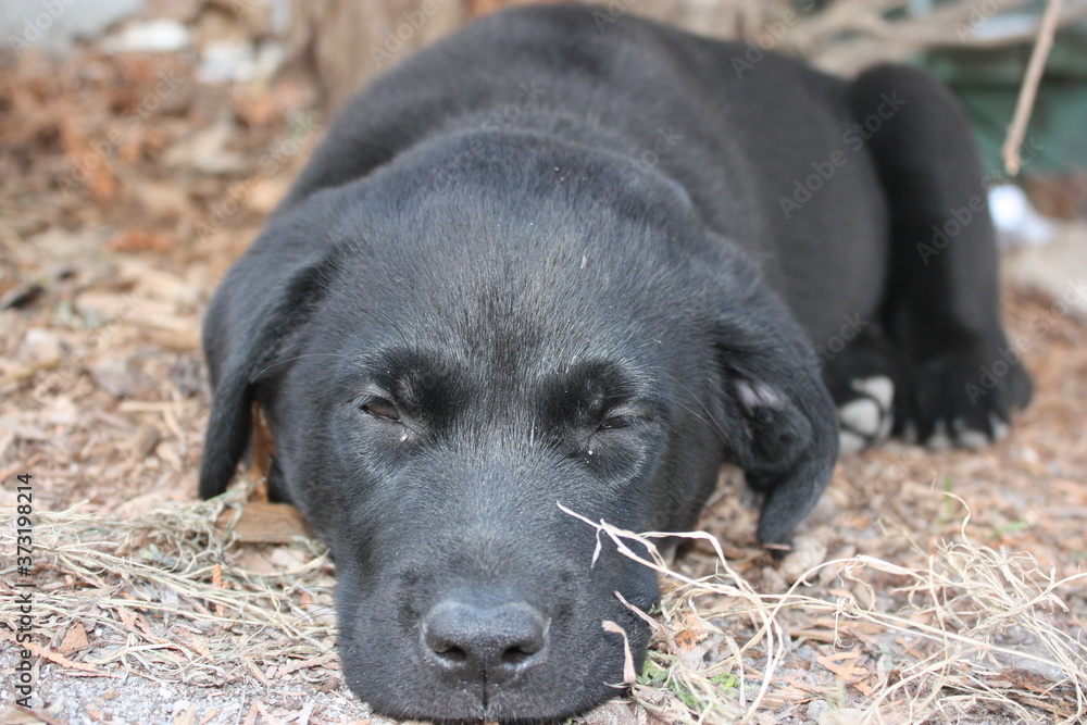 black labrador puppy