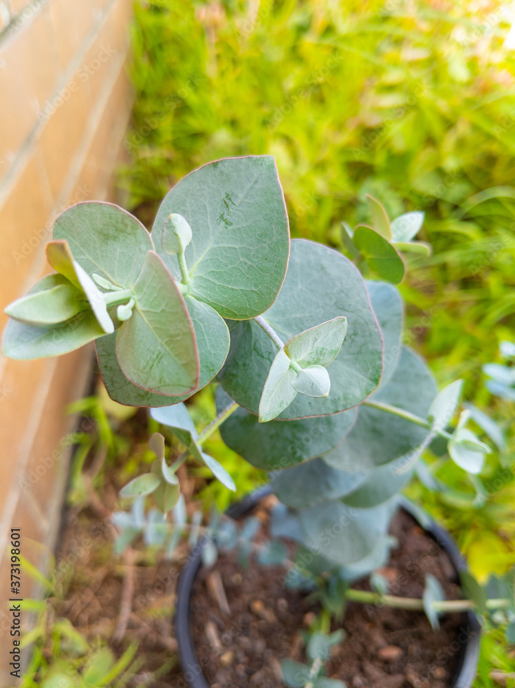 Eucalyptus pulverulenta also known as Dwarf Baby Blue Eucalyptus or silver  dollar plant growing in the garden Stock-foto | Adobe Stock