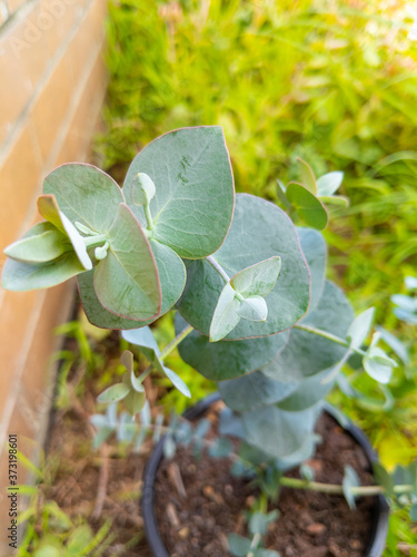 Eucalyptus pulverulenta also known as Dwarf Baby Blue Eucalyptus or silver dollar plant growing in the garden photo