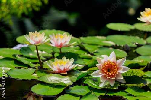 Waterlily with green leaves in pond.